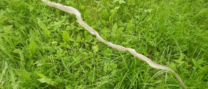 Кожа змеи, размером около 150 см, Ивантеевка, Московская область