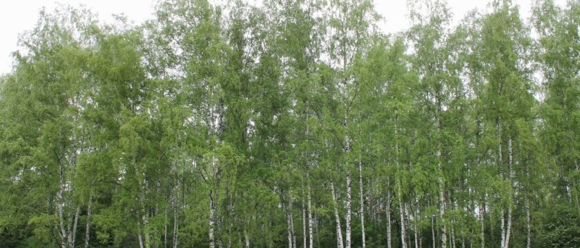 Березовая роща, леса в Московской области