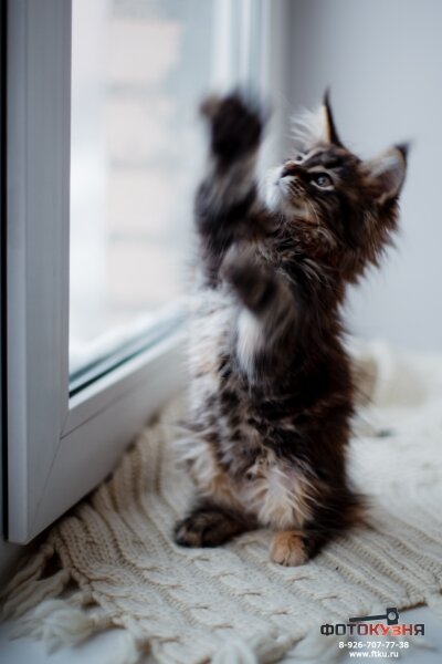 Фотография котенка со смазом, движение в кадре, фото сделано на длинной выдержке